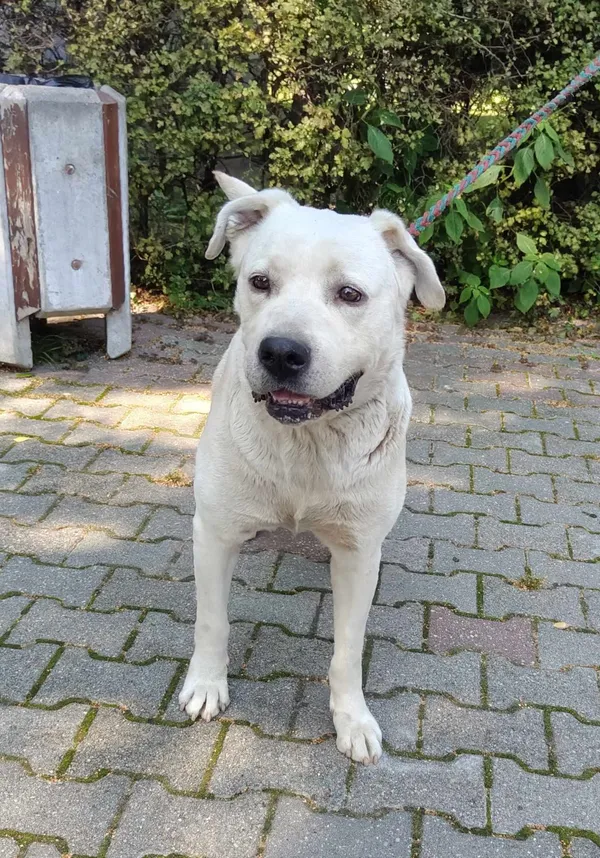 Pies do adopcji, Włocławek, 27 sierpnia 2024 (1/2)