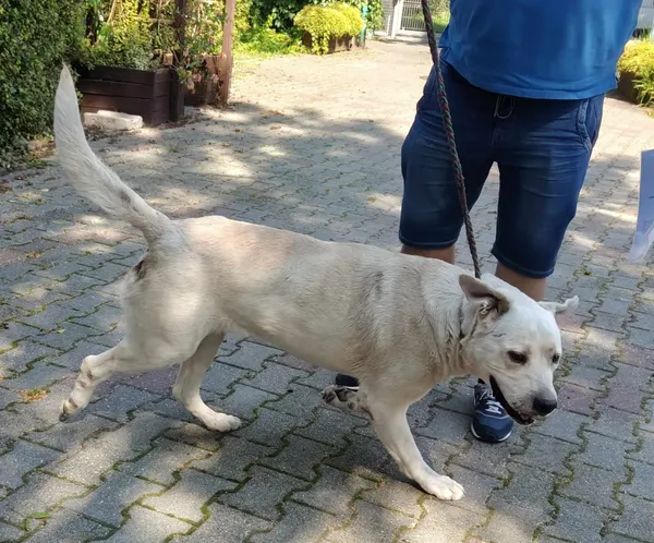 Pies do adopcji, Włocławek, 27 sierpnia 2024 (2/2)