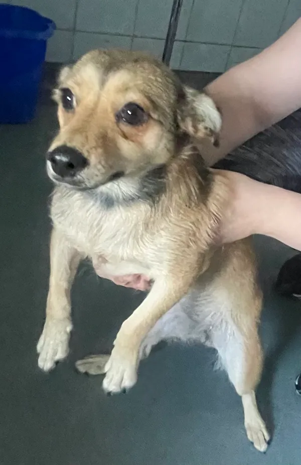 Znaleziono psa, Lublin, 22 sierpnia 2024