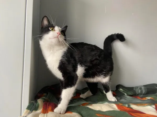 Kot do adopcji, Świdnica, 1 sierpnia 2024 (2/5)