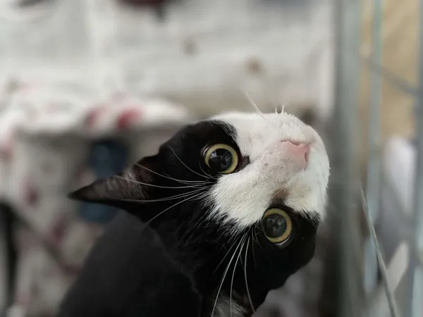 Kot do adopcji, Świdnica, 1 sierpnia 2024 (5/5)