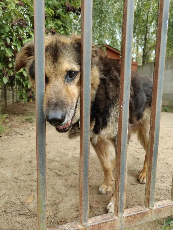 Pies do adopcji, Korabiewice, 26 sierpnia 2024 (1/2)