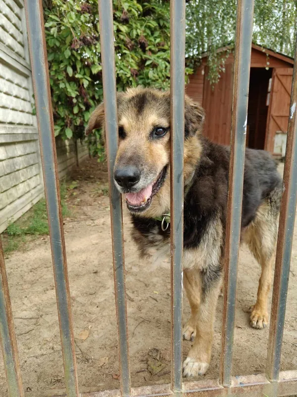 Pies do adopcji, Korabiewice, 26 sierpnia 2024 (2/2)