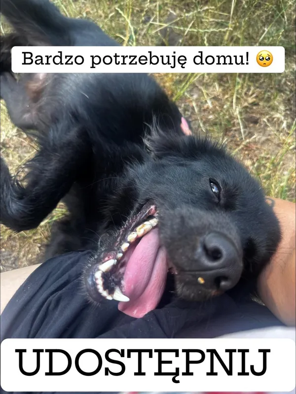 Pies do adopcji, Korabiewice, 26 sierpnia 2024 (2/5)