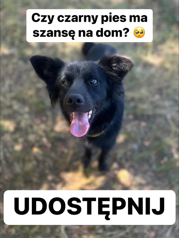 Pies do adopcji, Korabiewice, 26 sierpnia 2024 (3/5)