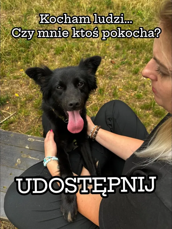 Pies do adopcji, Korabiewice, 26 sierpnia 2024 (5/5)