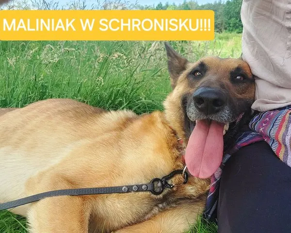 Pies do adopcji, Korabiewice, 26 sierpnia 2024 (1/5)