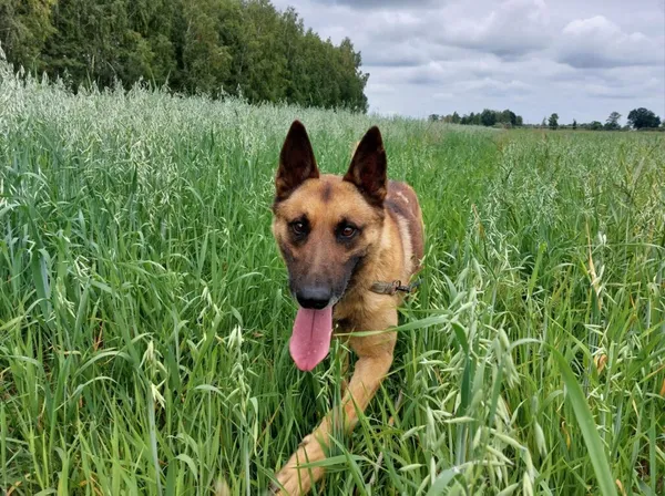 Pies do adopcji, Korabiewice, 26 sierpnia 2024 (2/5)