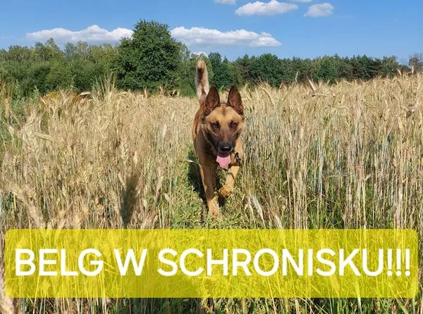 Pies do adopcji, Korabiewice, 26 sierpnia 2024 (3/5)