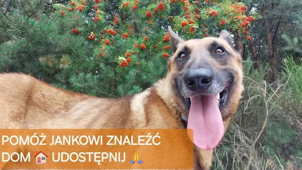 Pies do adopcji, Korabiewice, 26 sierpnia 2024 (4/5)