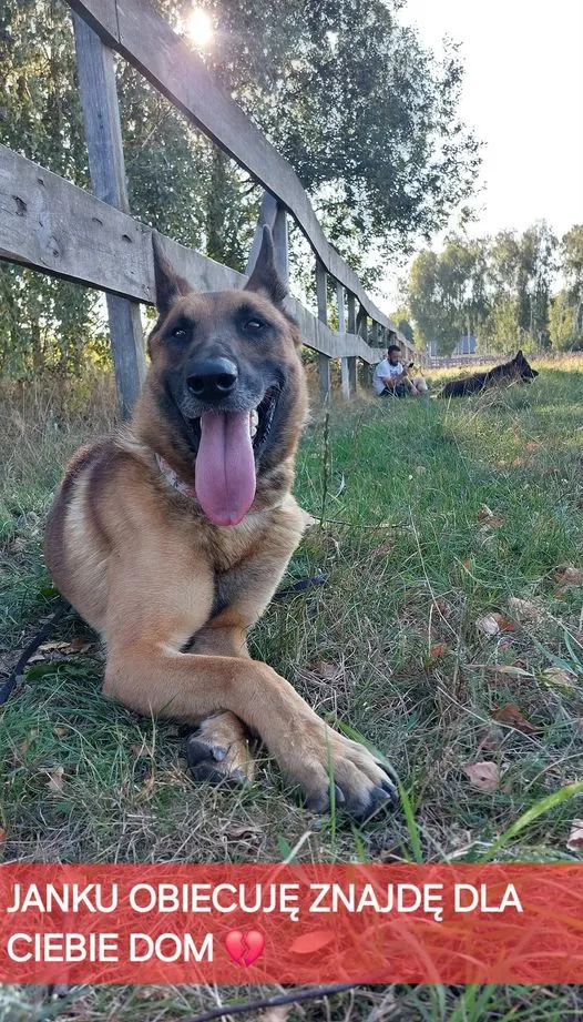 Pies do adopcji, Korabiewice, 26 sierpnia 2024 (5/5)