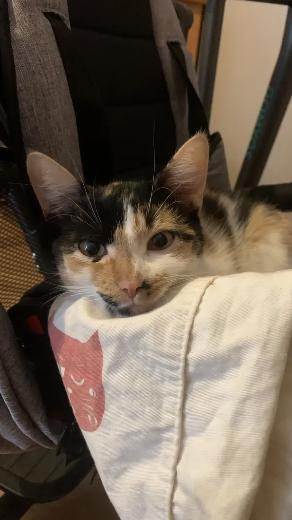 Zaginął kot, Łódź, 26 sierpnia 2024