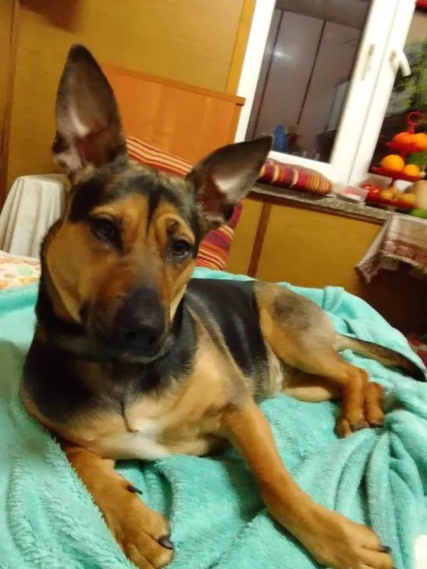 Zaginął pies, Łódź, 22 sierpnia 2024