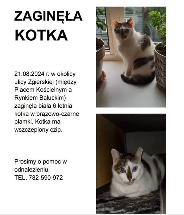 Zaginął kot, Łódź, 22 sierpnia 2024