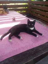 Zaginął kot, Łódź, 22 sierpnia 2024