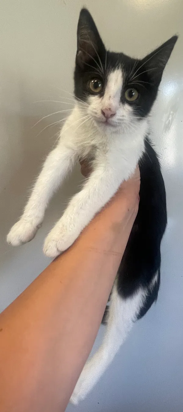 Znaleziono kota, Lublin, 26 sierpnia 2024