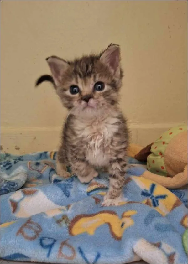 Znaleziono kota, Grudziądz, 18 sierpnia 2024