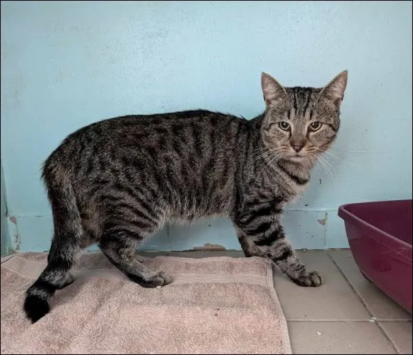 Znaleziono kota, Grudziądz, 26 sierpnia 2024