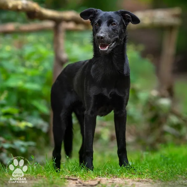 Pies do adopcji, Gdynia, 22 sierpnia 2024 (3/4)