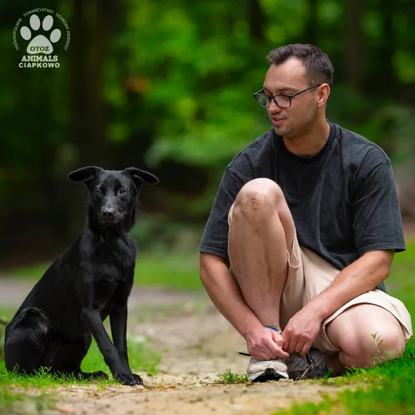 Pies do adopcji, Gdynia, 22 sierpnia 2024 (4/4)