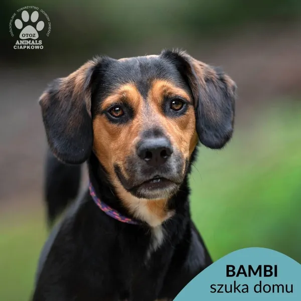 Pies do adopcji, Gdynia, 22 sierpnia 2024 (1/4)