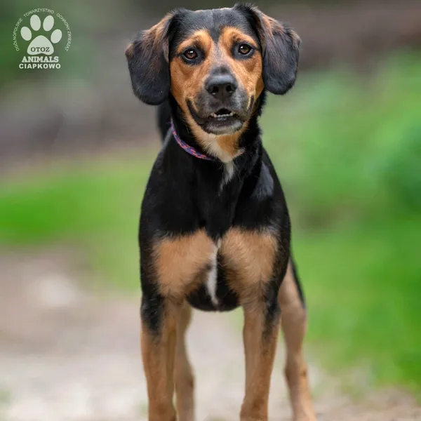 Pies do adopcji, Gdynia, 22 sierpnia 2024 (2/4)