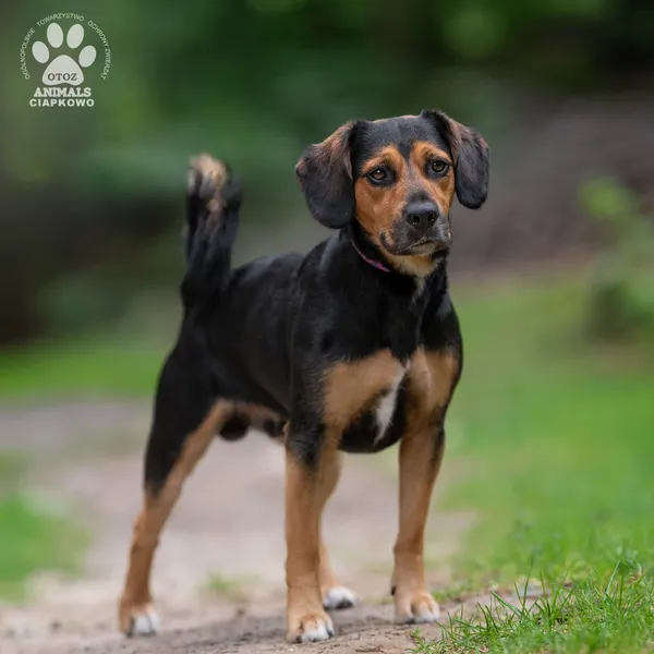 Pies do adopcji, Gdynia, 22 sierpnia 2024 (3/4)