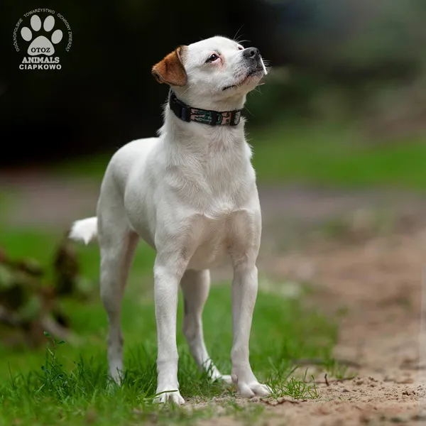 Pies do adopcji, Gdynia, 22 sierpnia 2024 (2/4)