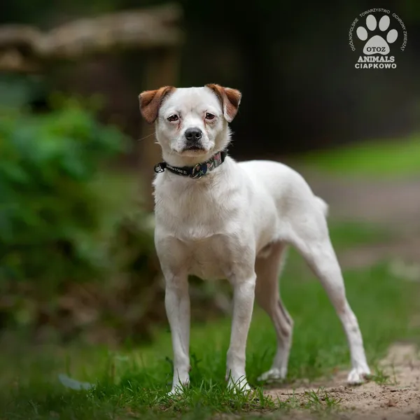 Pies do adopcji, Gdynia, 22 sierpnia 2024 (3/4)