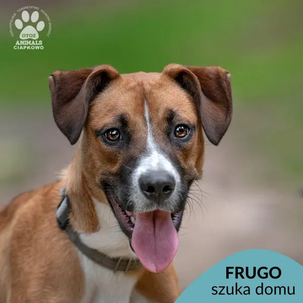 Pies do adopcji, Gdynia, 22 sierpnia 2024 (1/4)