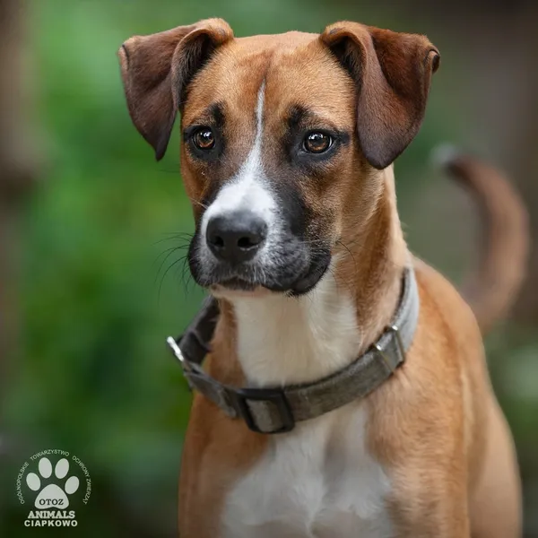 Pies do adopcji, Gdynia, 22 sierpnia 2024 (2/4)