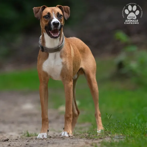 Pies do adopcji, Gdynia, 22 sierpnia 2024 (3/4)