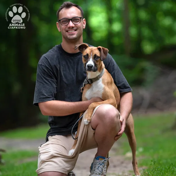 Pies do adopcji, Gdynia, 22 sierpnia 2024 (4/4)