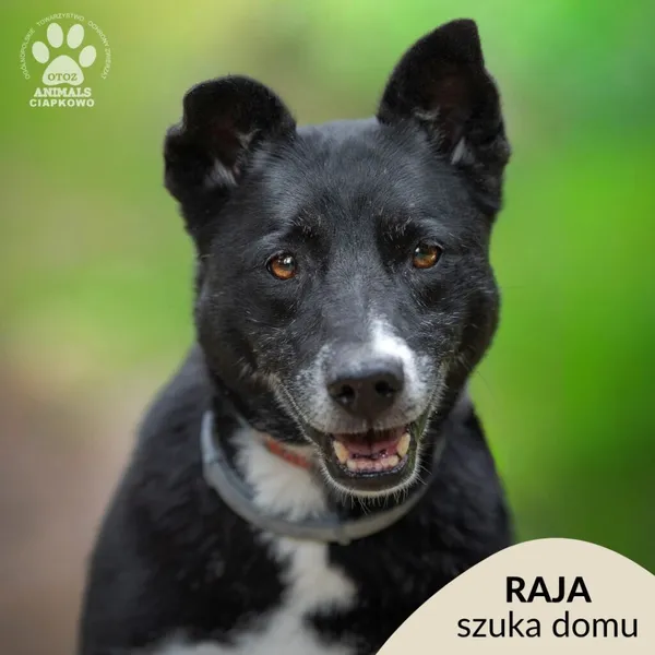 Pies do adopcji, Gdynia, 22 sierpnia 2024 (1/4)