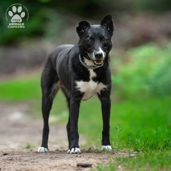 Pies do adopcji, Gdynia, 22 sierpnia 2024 (2/4)