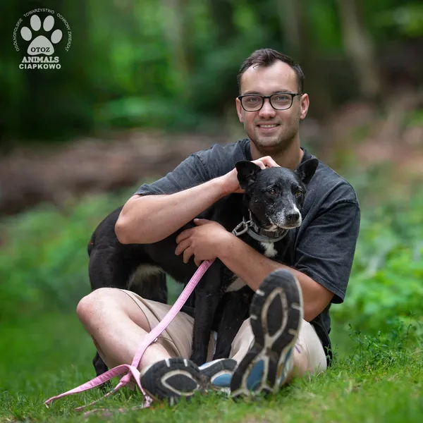 Pies do adopcji, Gdynia, 22 sierpnia 2024 (4/4)