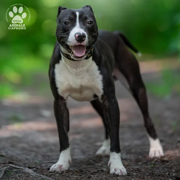 Pies do adopcji, Gdynia, 22 sierpnia 2024 (4/5)