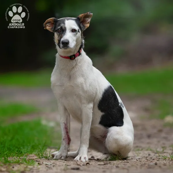 Pies do adopcji, Gdynia, 22 sierpnia 2024 (4/5)