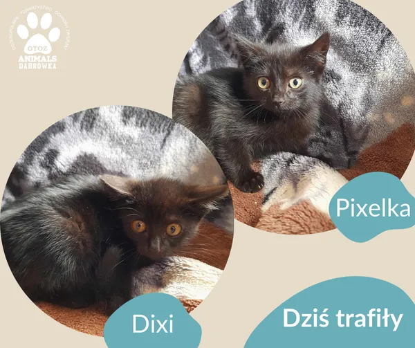 Znaleziono kota, Dąbrówka, 26 sierpnia 2024