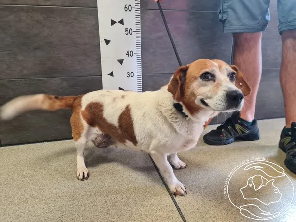 Znaleziono psa, Chełmek, 27 sierpnia 2024