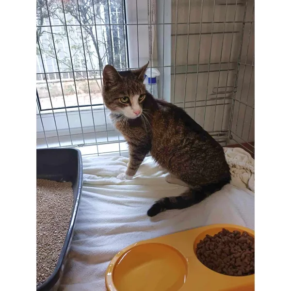 Znaleziono kota, Białystok, 24 sierpnia 2024