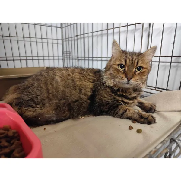 Znaleziono kota, Białystok, 27 sierpnia 2024