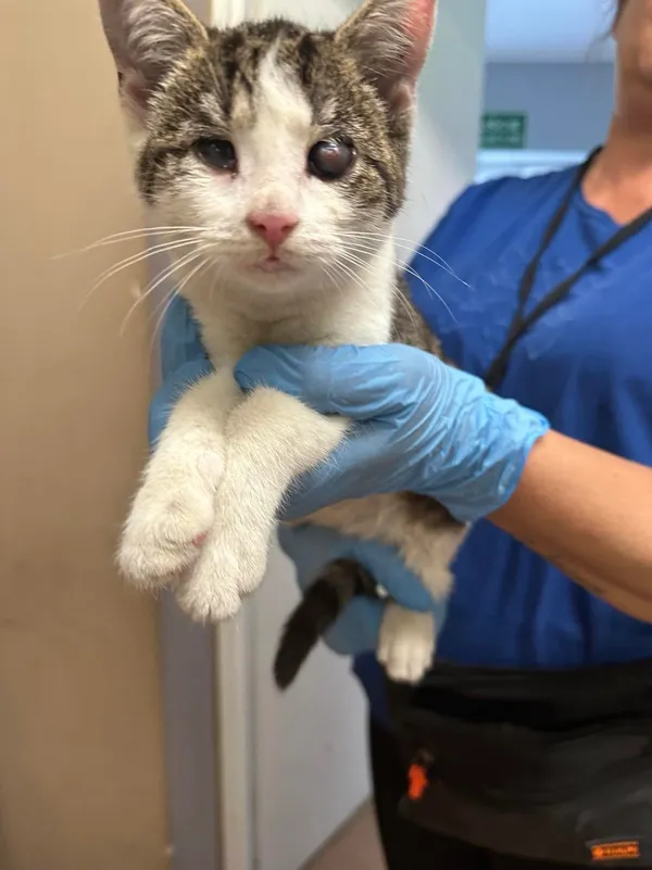 Kot do adopcji, Włocławek, 28 sierpnia 2024