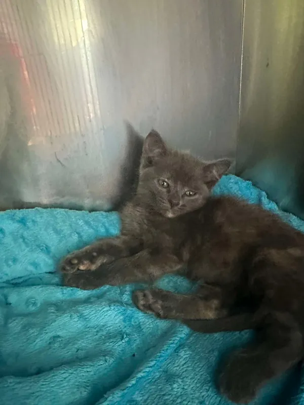 Kot do adopcji, Włocławek, 24 sierpnia 2024 (1/2)