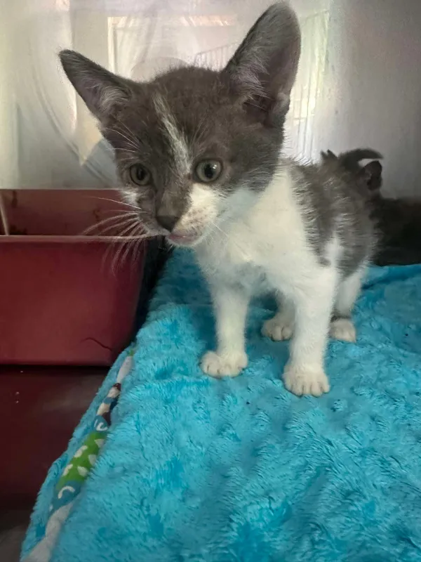 Kot do adopcji, Włocławek, 24 sierpnia 2024 (1/3)