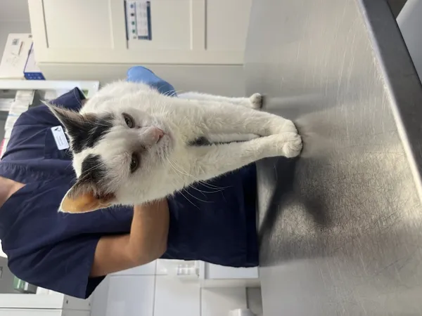 Znaleziono kota, Łódź, 27 sierpnia 2024