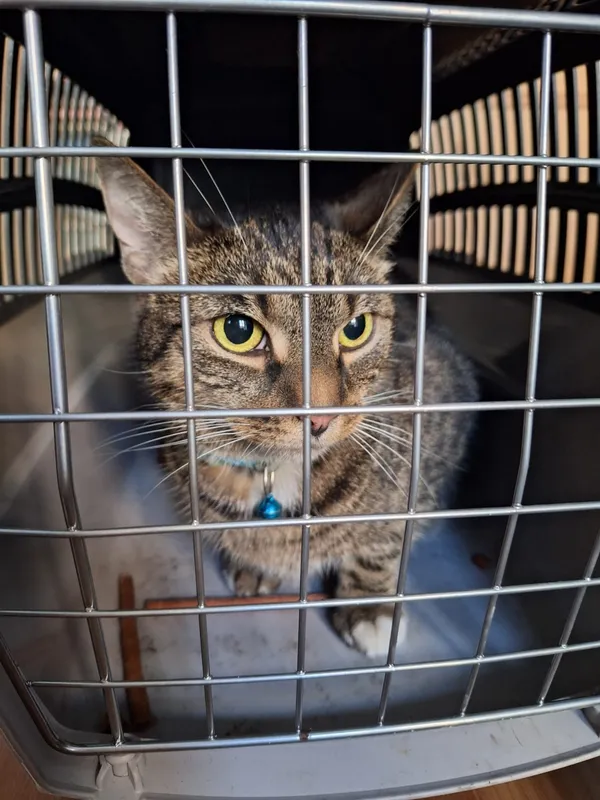 Znaleziono kota, Łódź, 27 sierpnia 2024