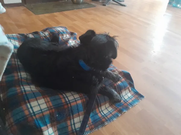 Znaleziono psa, Łódź, 26 sierpnia 2024