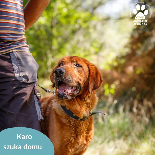 Pies do adopcji, Dąbrówka, 23 sierpnia 2024