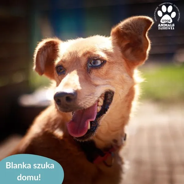 Pies do adopcji, Dąbrówka, 22 sierpnia 2024